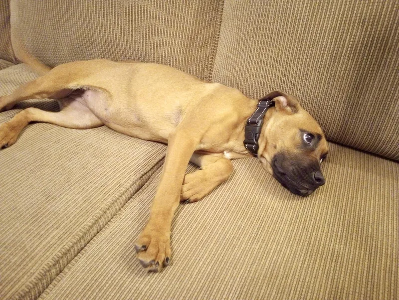 Lazlo Small Breed thumbnail 3