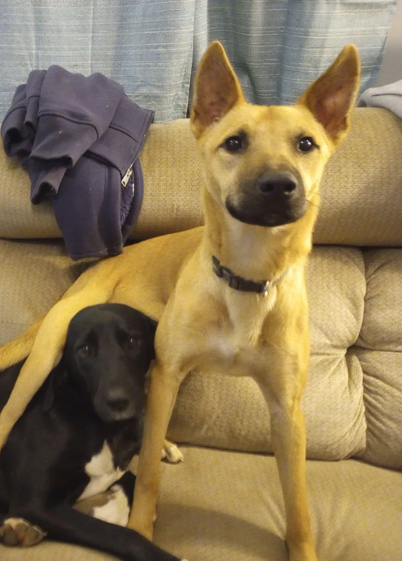 Lazlo Small Breed thumbnail 2