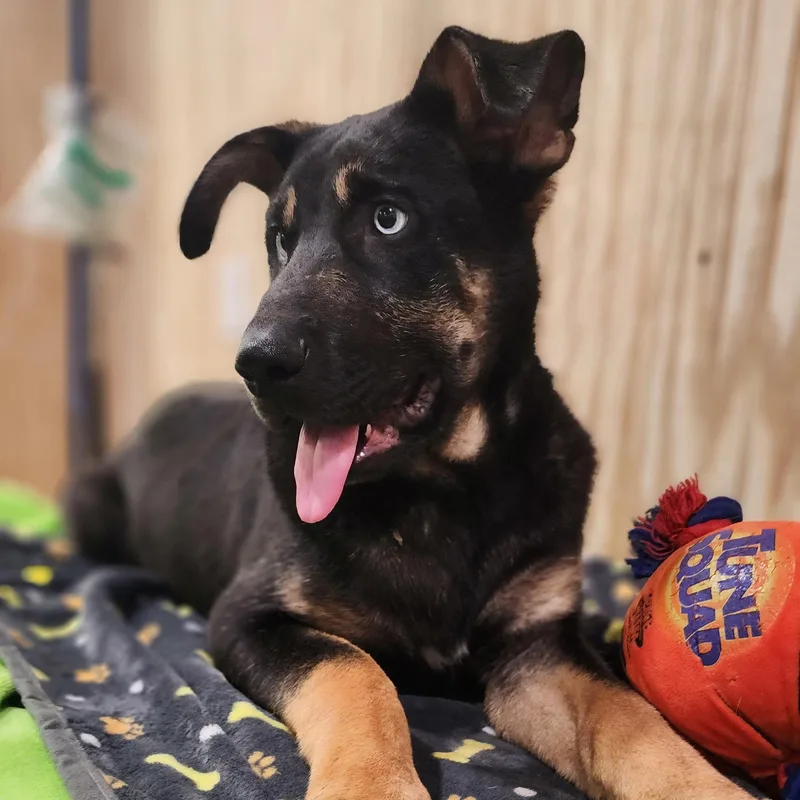 A young large-sized male Black Shepherd dog named Chili for adoption in Wheelersburg, OH