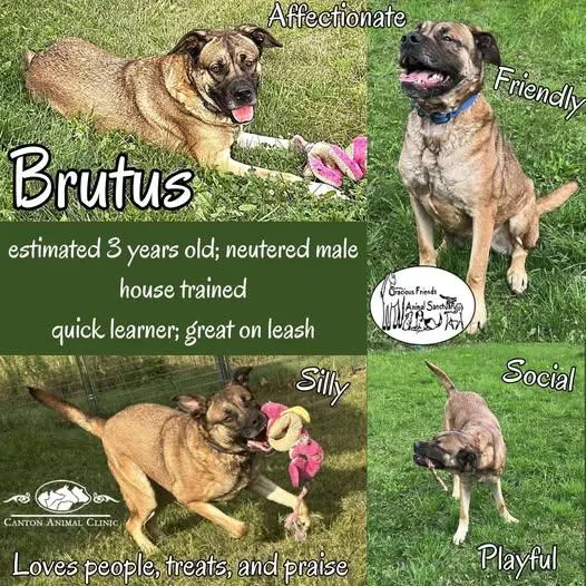 Brutus