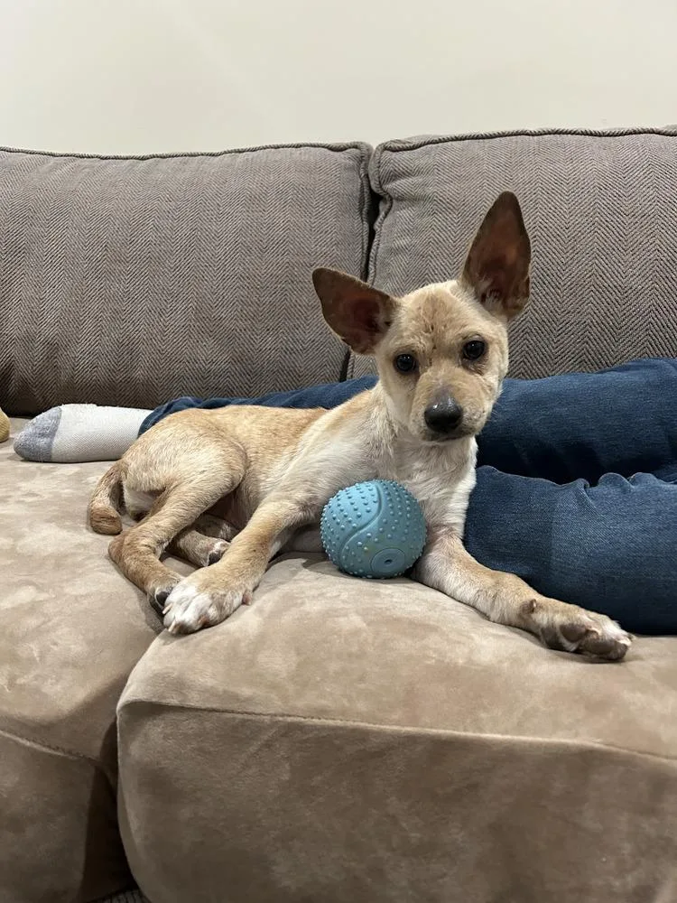 Maple (autumn&#s Puppy) photo 1