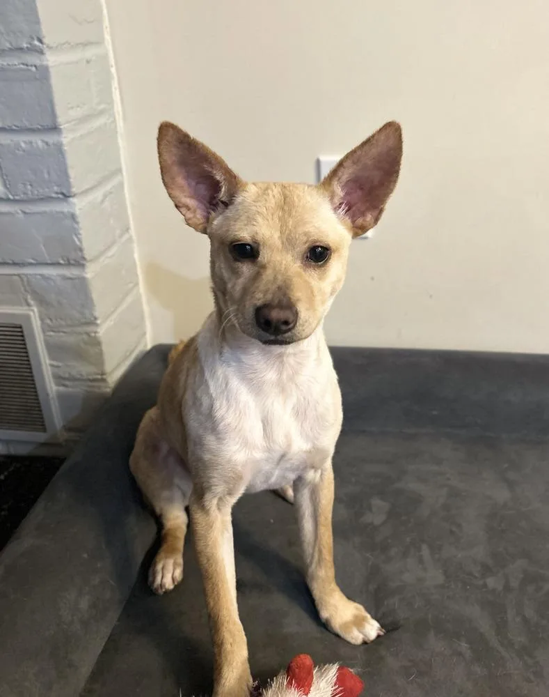 Maple (autumn&#s Puppy) thumbnail 3