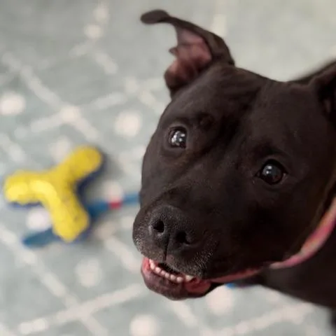 Our Regal River Baby