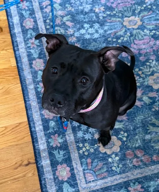 Our Regal River Baby thumbnail 5