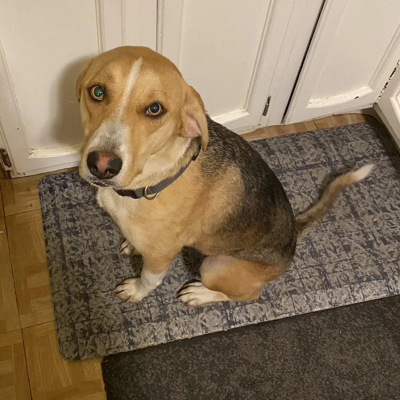 An adult medium-sized female Apricot / Beige Beagle dog named Mia for adoption in Newfoundland, NJ