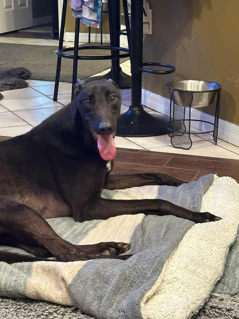 Savana Camino (camino) thumbnail 2