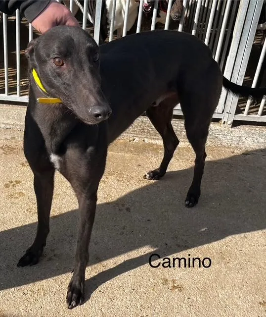 Savana Camino (camino) photo 1