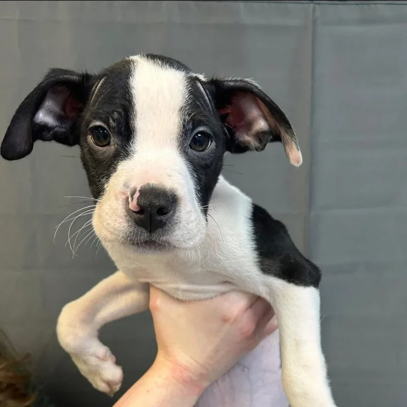 A baby medium-sized male White / Cream Pit Bull Terrier dog named Eagle for adoption in Pleasant Ridge, MI