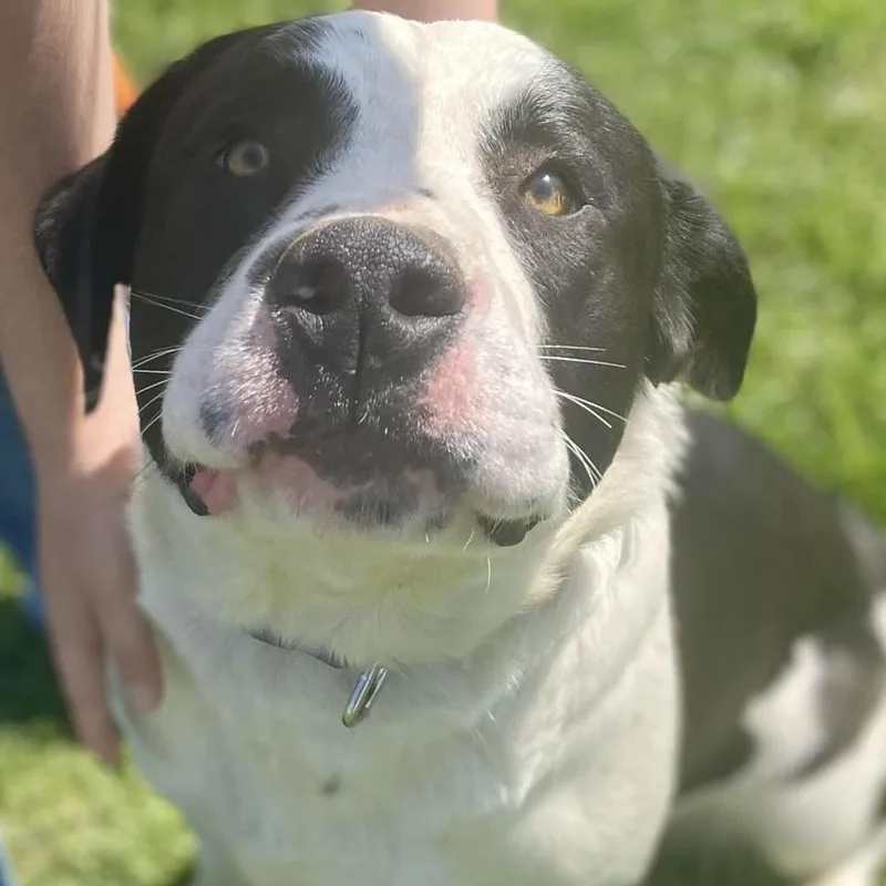 A young medium-sized male White / Cream Mixed Breed dog named Vega for adoption in Franklin, KY