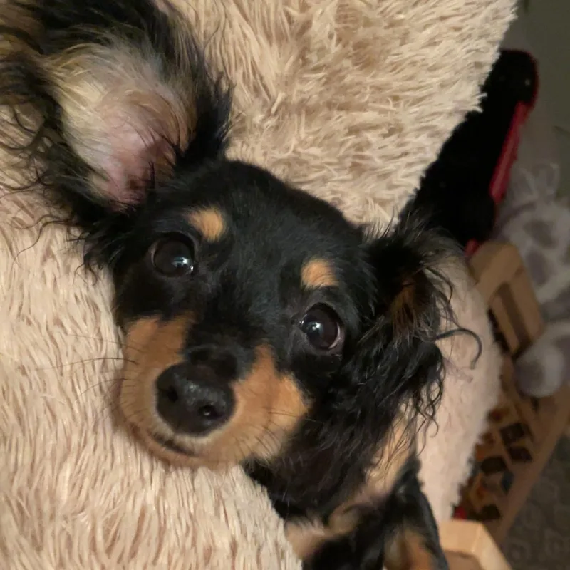 Louise Belcher photo 1