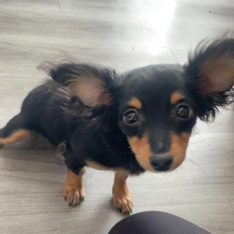 Louise Belcher thumbnail 3