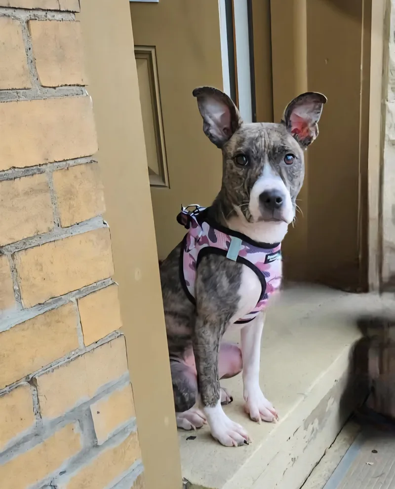 A baby medium-sized female Brindle Terrier dog named Jellybean for adoption in Vandergrift, PA