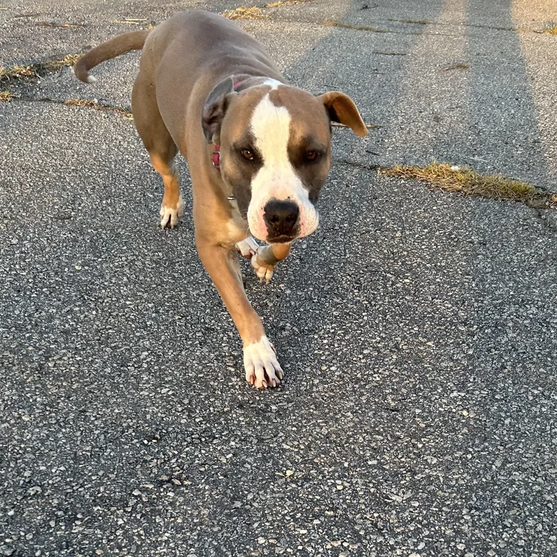 Chili Dog thumbnail 5