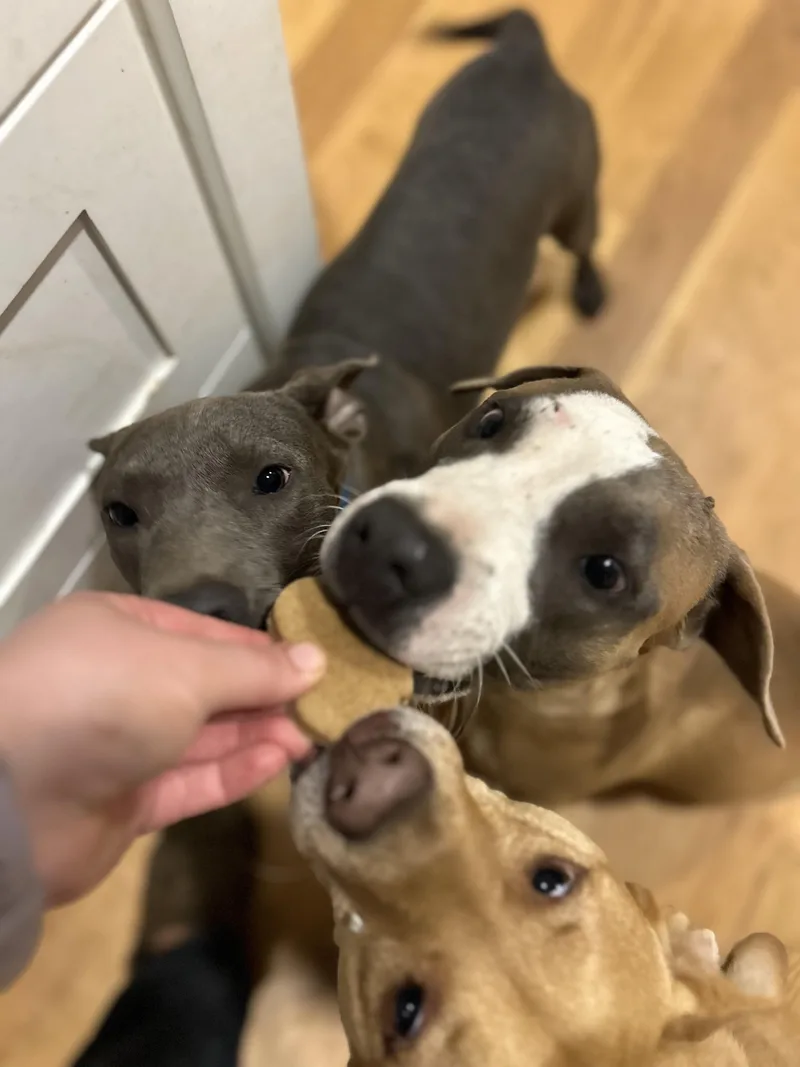 Chili Dog thumbnail 4