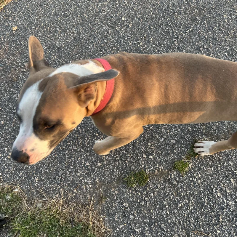 Chili Dog thumbnail 6