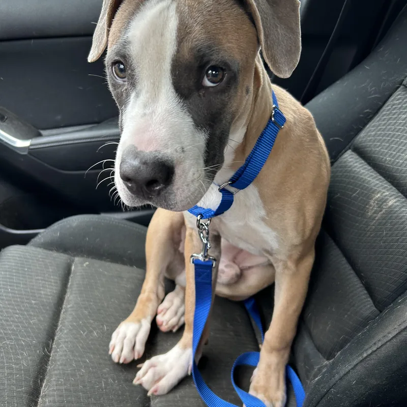 Chili Dog thumbnail 3