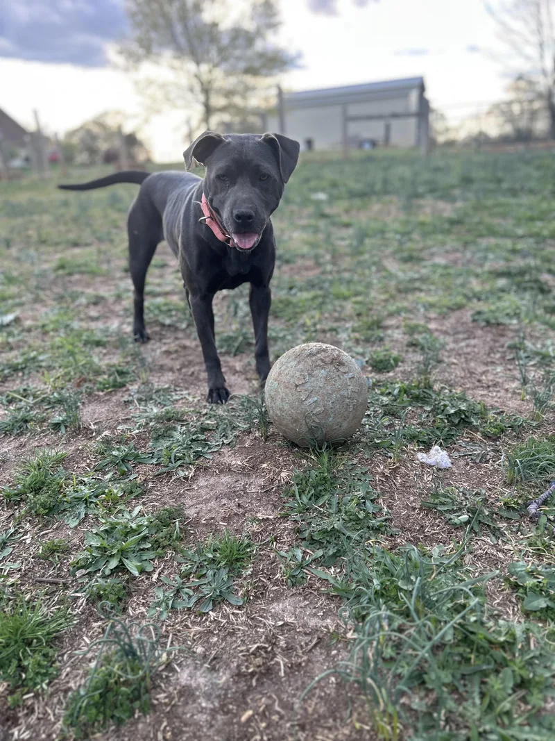 Mama Indigo thumbnail 5