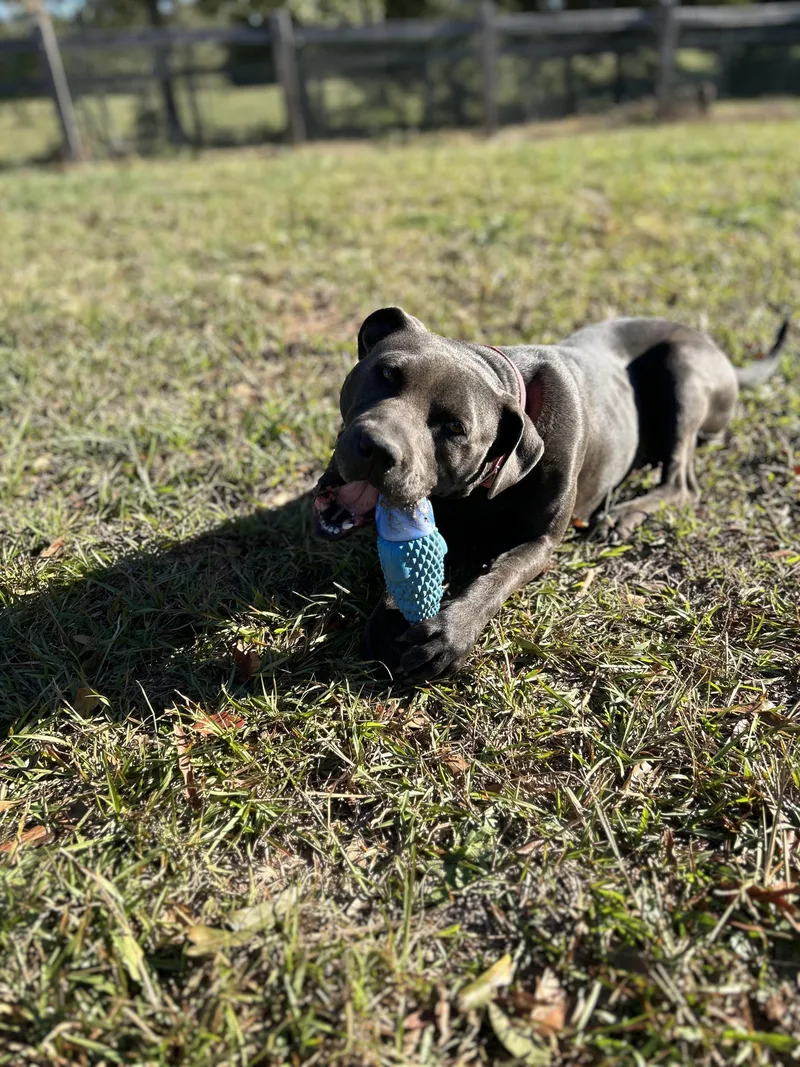 Mama Indigo thumbnail 4