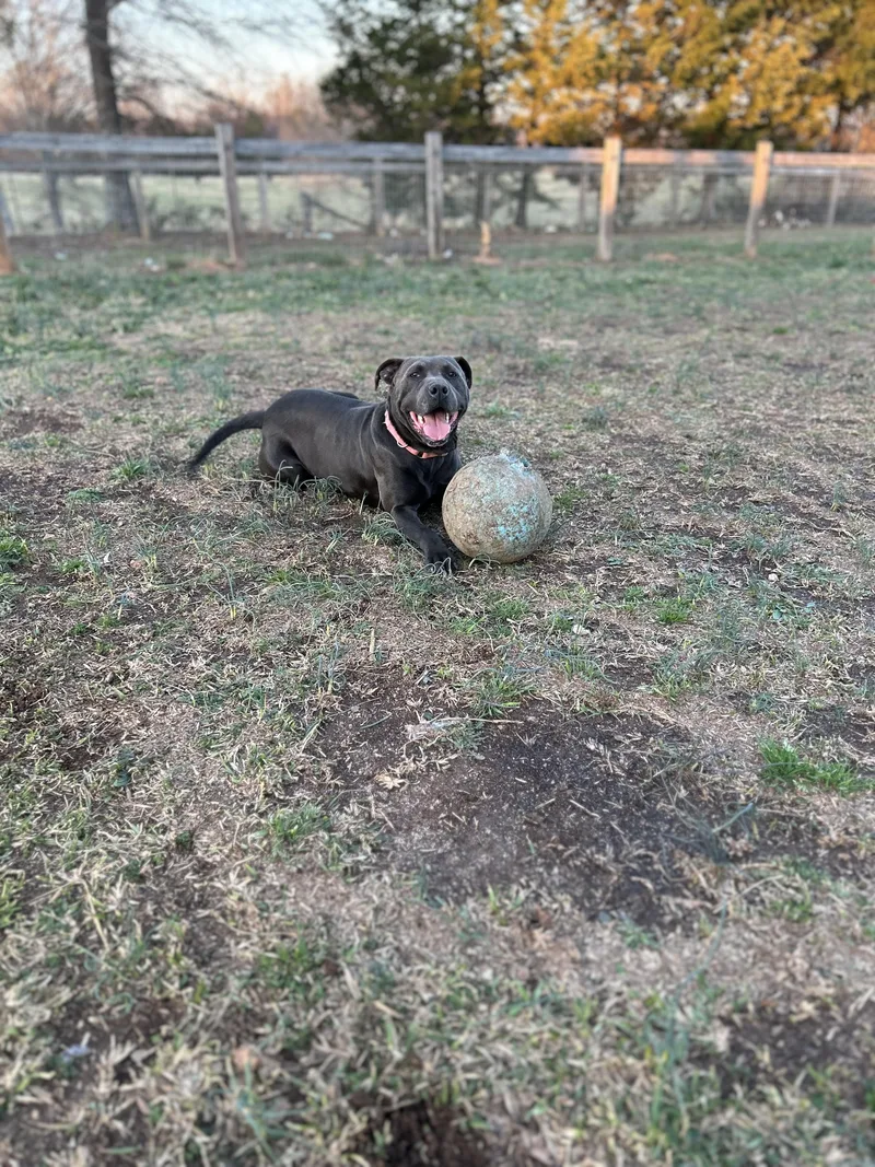 Mama Indigo thumbnail 3