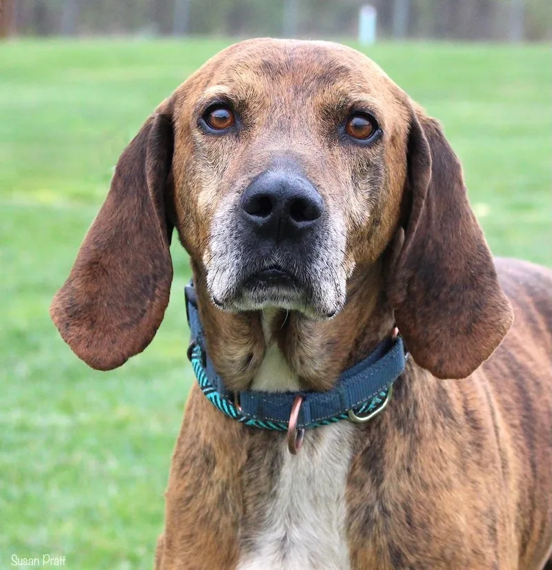 A senior medium-sized male Plott Hound dog named Gretzky for adoption in Bedford, VA