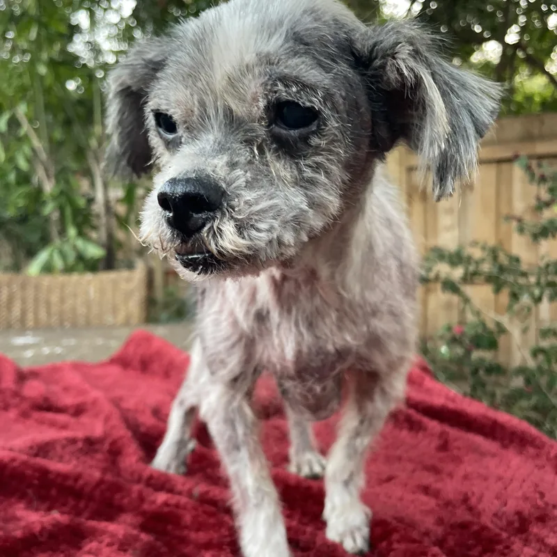 Easter Lilly thumbnail 5