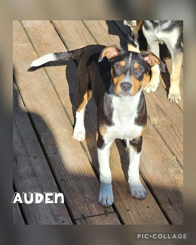 Auden photo 1