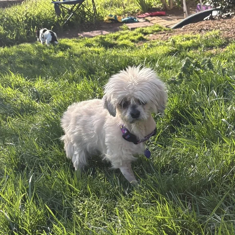 Contessa thumbnail 2