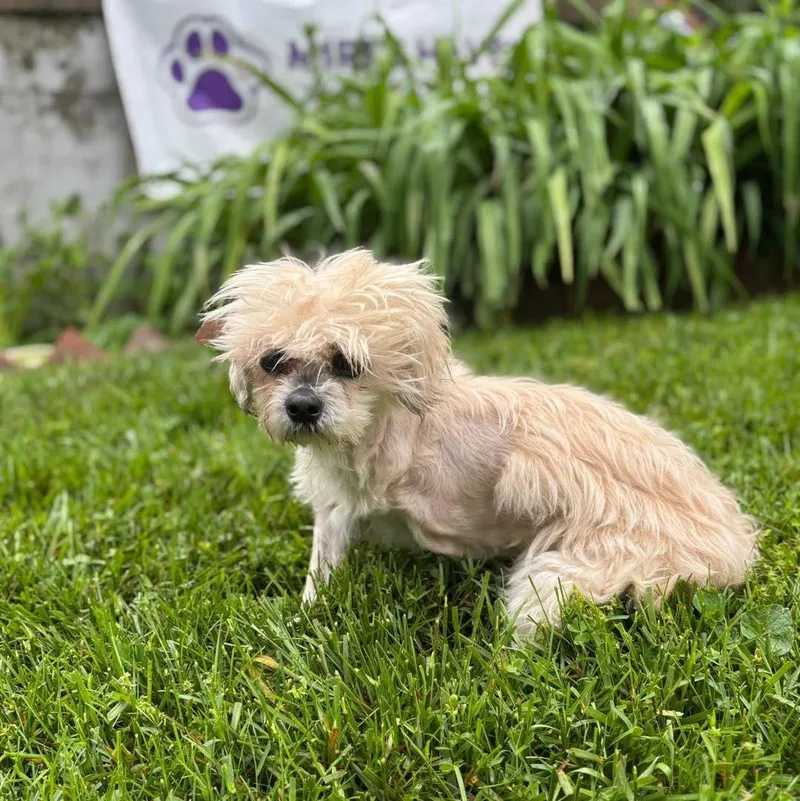 A senior small-sized female White / Cream Shih Tzu dog named Contessa for adoption in Rockville, MD