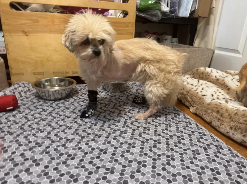 Contessa thumbnail 4