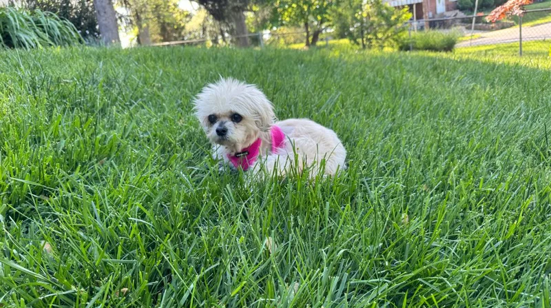 Contessa thumbnail 3