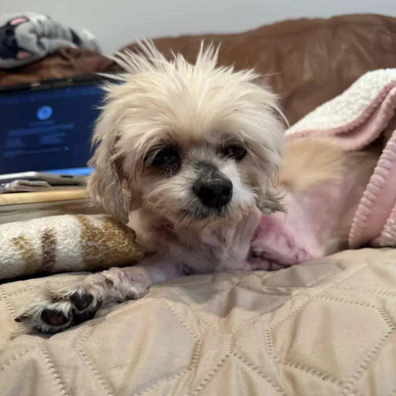 Contessa thumbnail 6