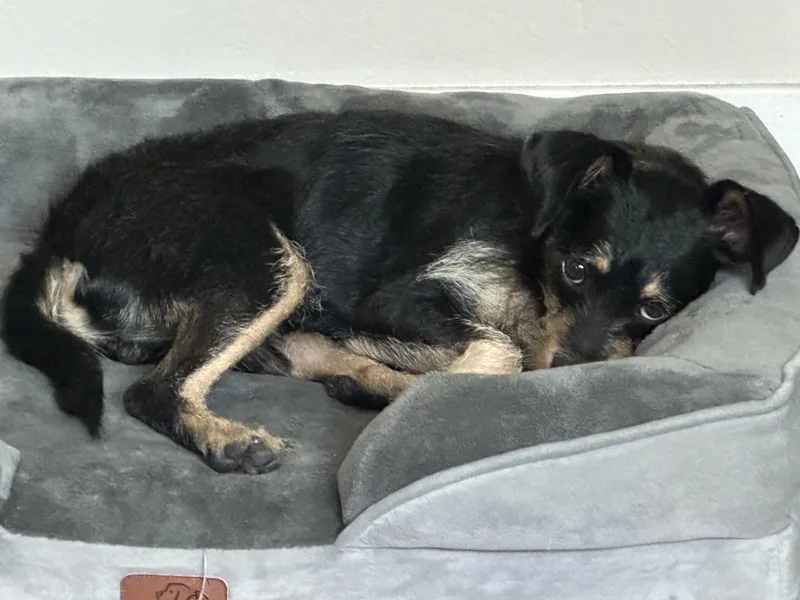 Grady And Sadie Are thumbnail 6