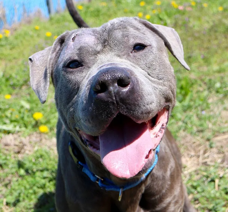 An adult large-sized male Gray / Blue / Silver Pit Bull Terrier dog named Oliver for adoption in Kansas City, KS