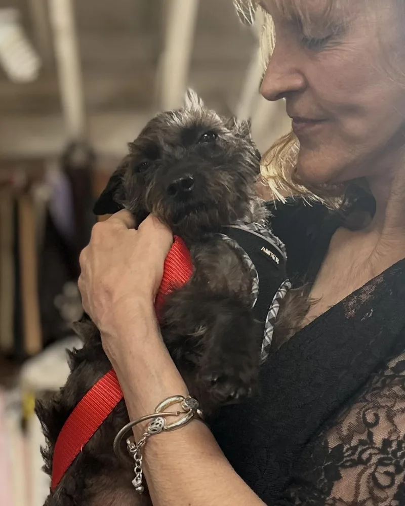 An adult small-sized male Black Yorkie Poo dog named Billy for adoption in Glendale, CA