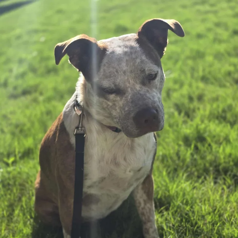 Cinnamon thumbnail 3