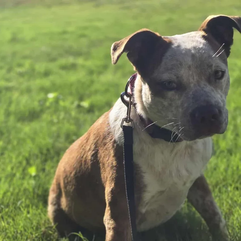 Cinnamon thumbnail 2