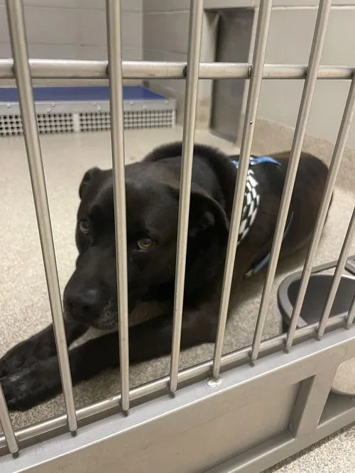 - Choppa thumbnail 2