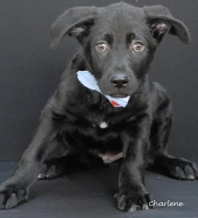 Lick Jagger thumbnail 2