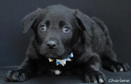 Lick Jagger thumbnail 3