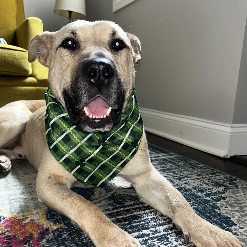 A young large-sized male Mastiff dog named Buddy for adoption in New York, NY
