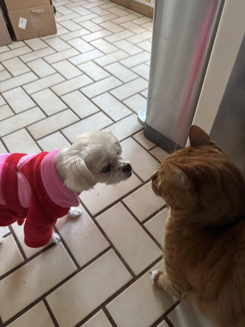 Princess thumbnail 3