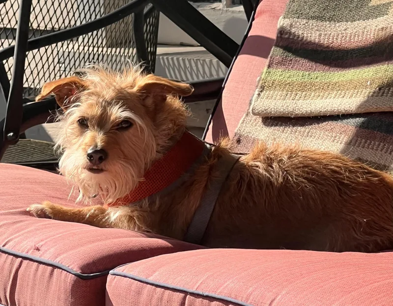 Clementine thumbnail 6