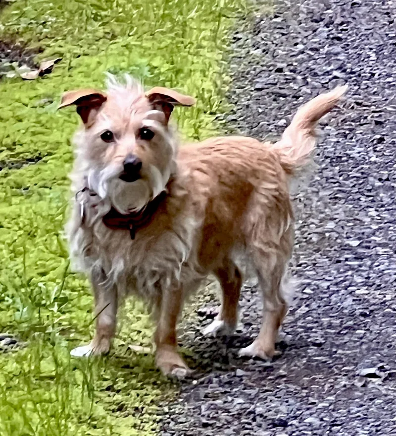 Clementine thumbnail 4