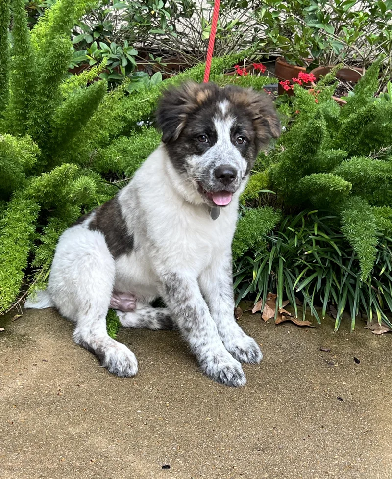 Henry Ford thumbnail 3