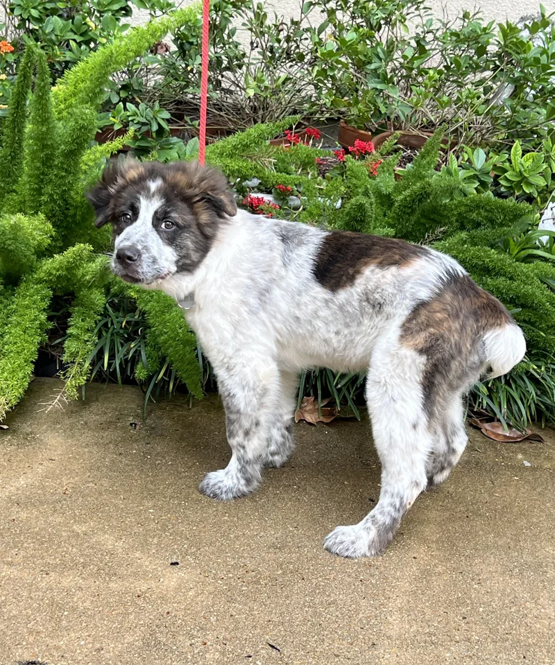 Henry Ford thumbnail 6