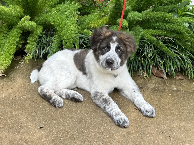 Henry Ford thumbnail 5