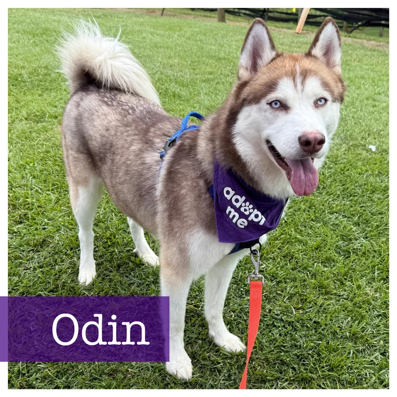 Odin photo 1
