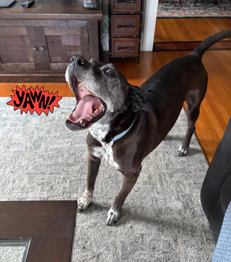 Brewster thumbnail 4