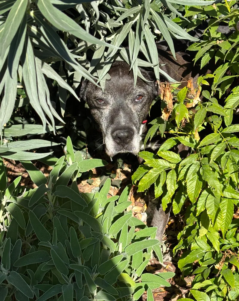 Brewster thumbnail 3