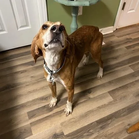 Guest Post Laney thumbnail 2